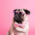 Pronađite savršenog ljubimca za sebe: 10 rasa pasa prema tipu ličnosti