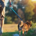 Zeleni pokret Vračar: Inicijativa za besplatno lečenje pasa