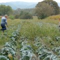 Nije lako ali je moguće lepo živeti od svog poštenog rada: Sve više žena u Užicu postaju vlasnice gazdinstva, grad…