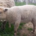 Jarac napravio dar-mar na imanju Uskovića u Ložnici: "Ojagnji se ovca. A ja u čudu, kako ovca kad nemam ovna? Onda sam sve…