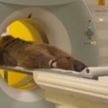 Medved se prejeo, pa završio u hitnoj Snimak postao viralan na mrežama, nećete verovati svojim očima (video)