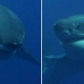Najveći mužjak velike bele ajkule snimljen u Atlantiku: Pogledajte grdosiju od 770 kilograma (video)