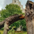 Na hiljade nastradalih stabala u olujama u Srbiji: Da li smo mogli da spasimo drveće?