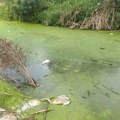 Užas u Kotežu Pronađeno 30 uginullih labudova i patki DžAK s otrovom pored kanala