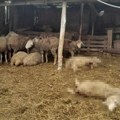 Uznemirujuće, gojku čopor pasa lutalica preklao 10 ovaca pa izujedao još 5: Prizor koji sam zatekao jutros, bio je jeziv…