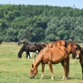 Stočar: Ne daju mi da prevezem svoje konje i goveda sa Krčedinske ade na kopno – uginuće