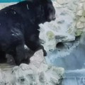 Medvedi u zoo vrtu u Finskoj ove sezone spavali samo šest sedmica