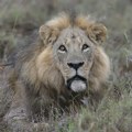 Loša procena zoo vrta: Hteli da pare lava sa ženkom, on je ubio
