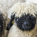 U Srbiji se godišnje baci na stotine tona vune, a nosimo sintetiku: „Od nje nema vajde“