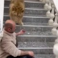 Lav napao čoveka u Albaniji! Držali ga kao ljubimca, a onda je samo zgrabio šapom, jezivi snimak! (video)