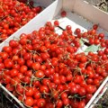Nekad su se krale u komšiluku, a SAD bi nastao haos! Kila na pijaci košta više od 1.000 rsd, kupci poludeli zbog toga