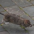 Šta je leptospiroza, zaraza koja se širi Sarajevom