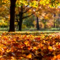Od jesenjih 25℃ pravo u cik-cak zimu, klimatolog upozorava: El Ninjo menja klimu u Srbiji iz korena