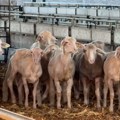 Jagnjad iz Srbije ponovo na izraelskom tržištu, novih 6 hiljada krenulo iz Kanjiže