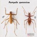 Naši entomolozi otkrili novu vrstu insekta i nazvali je po Ivani Španović