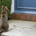 Šta znači kada se mačka pojavi na vašem pragu? Evo šta će se promeniti u vašoj kući, obratite pažnju na boju