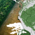 Sporo umiranje Amazonije: Svet bi trebalo da se zabrine