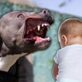 Мајка вриштала, комшије скочиле на време и спречиле трагедију: Питбул изједао дете од 18 месеци и девојчицу од 5 година…