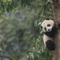Panda diplomatija ponovo na sceni: Kina šalje novi par pandi u SAD