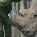 Životinje: Poslednji mužjak njegove vrste – nosorog koji je postao ikona očuvanja prirode