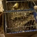 Kakva slika iz kuće u Srbiji: Zmija pojela kanarince, pa se sklupčala u kavezu - nazire se plen u njenom telu (video)