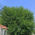 Grane pritiskaju strujne kablove u Njegoševoj u Nišu, stanari strahuju zbog varničenja i kvarova