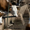 Presek stanja na stočnom tržištu Srbije: Cene junadi, teladi i prasadi beleže rad