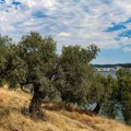 Potraga za vukom koji je petogodišnju devojčicu iz Srbije povredio u letovalištu u Grčkoj