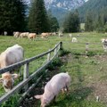 Ministar Glamočić: Srbiji potrebni domaći proizvodi sa jasnim poreklom i kvalitetom