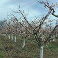Nema mesta za paniku: Stručnjak ima ohrabrujuću prognozu za srpske voćare