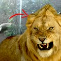 (Uznemirujući snimak) Lav ubio lavicu u zoo vrtu! Danima mučio ženku, potpuno je iskasapljena: Ljudi sa decom gledali užas…