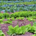 Novi podsticaji za organsku biljnu proizvodnju, 63.000 dinara po hektaru