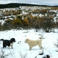 Sneg na Suvoj planini zavejao više od 120 krava, u toku akcija spasavanja