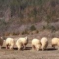 Šta se dešava na norveškom ostrvu? Ovce i jaganjci "propali u zemlju", meštani očajni, nema nijednog traga!