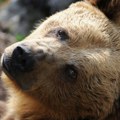 'Dajte mi šniclu mrkog medveda': Slovačka odobrava prodaju mesa zaštićene vrste