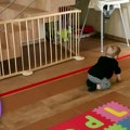 Prednosti i mane alimentacionog fonda