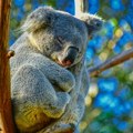 U Australiji odobrena vakcina protiv hlamidije kod koala
