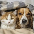 Данас се обележава Светски дан кућних љубимаца, са којим другарима живите ви? Светски дан кућних љубимаца