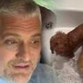 Psi Čede Jovanovića se kupaju u džakuziju: Napravio "spa za pufnice", pokazao kako žive - ljudi u neverici