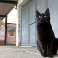 Upoznajte Crnjanskog - mačku koja je već godinama živi u dvorištu srednje stručne škole u Kikindi