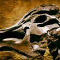 Prva kost dinosaurusa sa Antarktika pronađena posle 40 godina u fioci