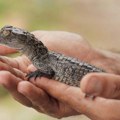 Научници на Куби верују да су решили мистерију ко је убијао младунчад угрожених крокодила
