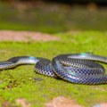 Na Krku se pojavile zmije koje se "čudno ponašanju", građani zabrinuti: Zoolog objasnio o čemu se radi