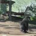 Razjarena gorila razbila zaštitno staklo u Zoo-vrtu: Posetioci su počeli da vrište, evo šta se desilo