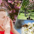 Povećava se koncentracija polena drvenastih biljaka u aprilu, naročito trave i breze