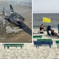 Ajkule se vratile na jednu od najposećenijih plaža: Izdato hitno upozorenje kupačima