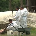 Afrička kuga svinja potvrđena kod 496 gazdinstava, održan hitan sastanak kriznog centra