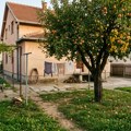 Omiljena voćka u svim srpskim dvorištima uskoro će sazreti, a sa tim dolaze i miševi, pacovi, pa čak i zmije - evo kako da…