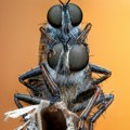 Životinje i fotografije: Neverovatne slike – oči u oči sa insektima