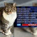 Najpoznatija mačka Srbije završila u Slagalici: Ljubica živi u Pioniru i ne propušta treninge košarkaša Zvezde